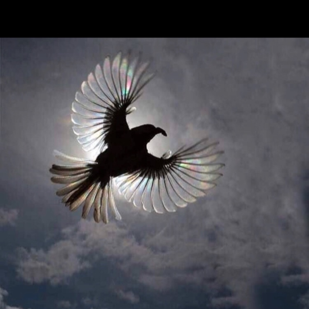 Meet your Posher, Kiki